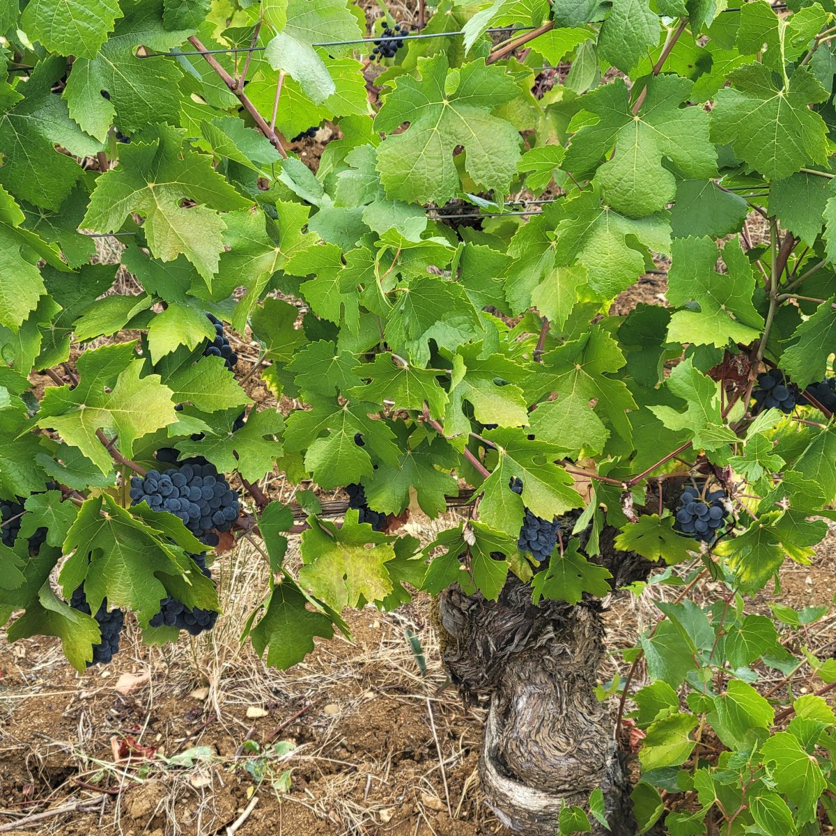 Tour des viticulteurs