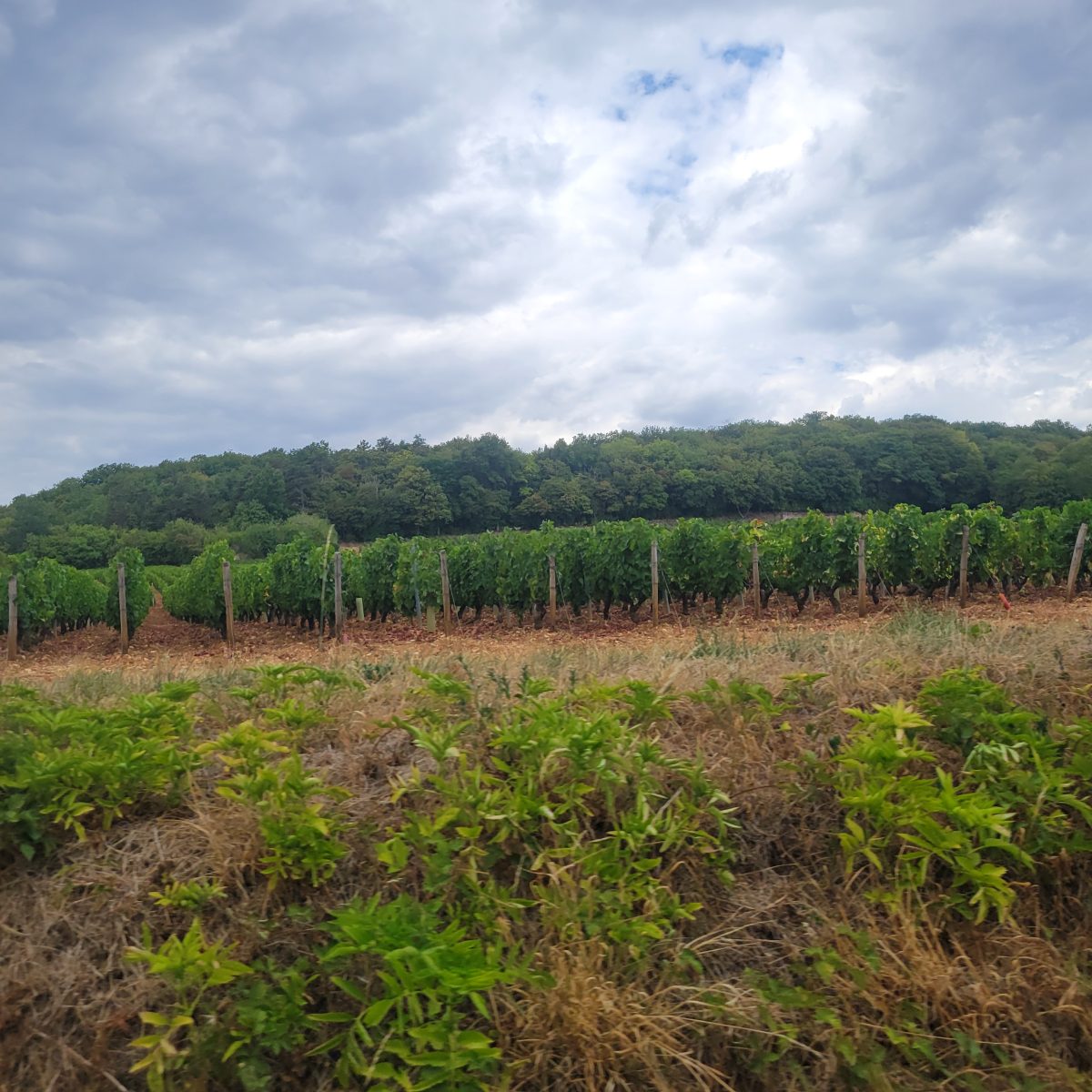Tour des viticulteurs