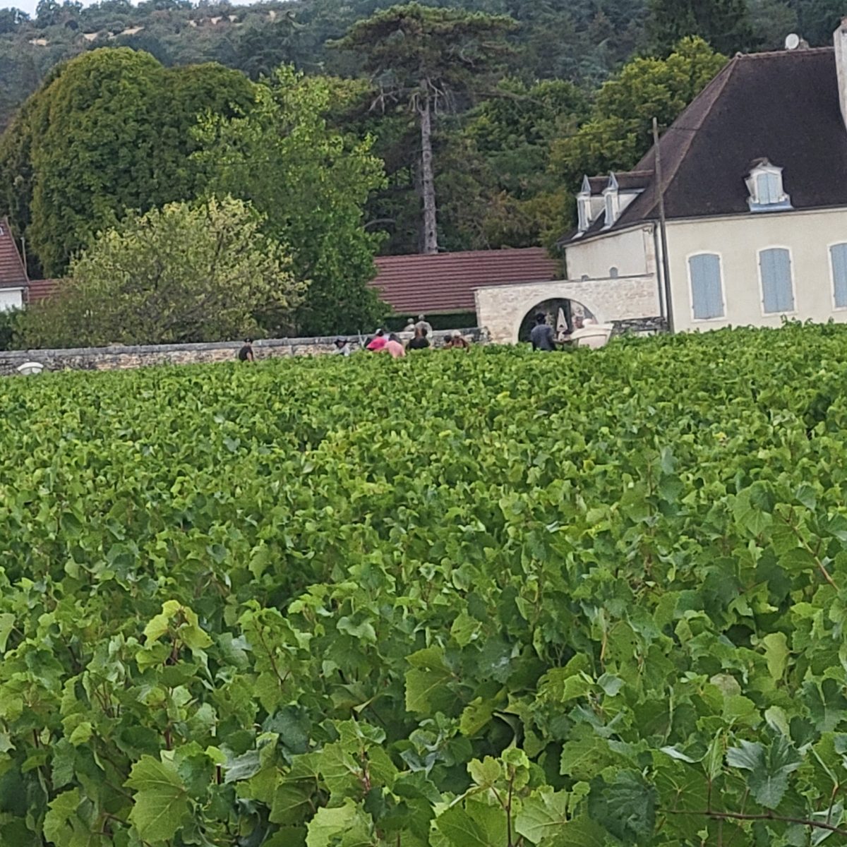 Tour des viticulteurs